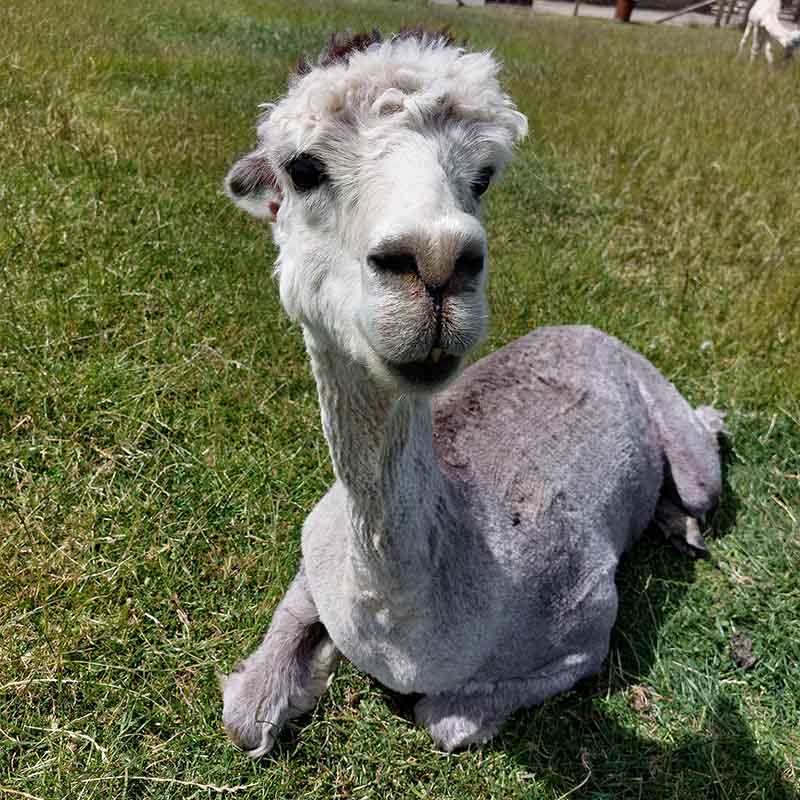 Geoffrey, an alpaca, lying on the ground and looking up at the camera just after sheering