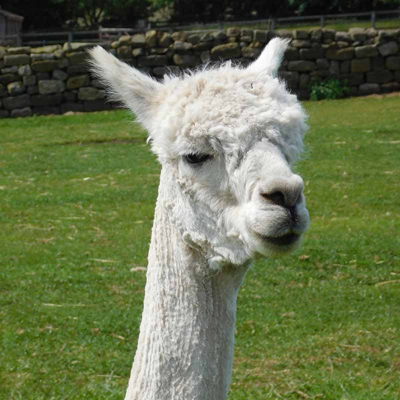 Nero, one of the North Yorkshire sanctuary's four alpacas, has just been sheered and is looking very suspiciously at the camera