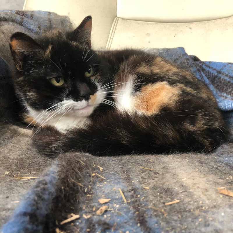 Smudge, a 15-year old barn cat, curled up and 'smiling' at the camera