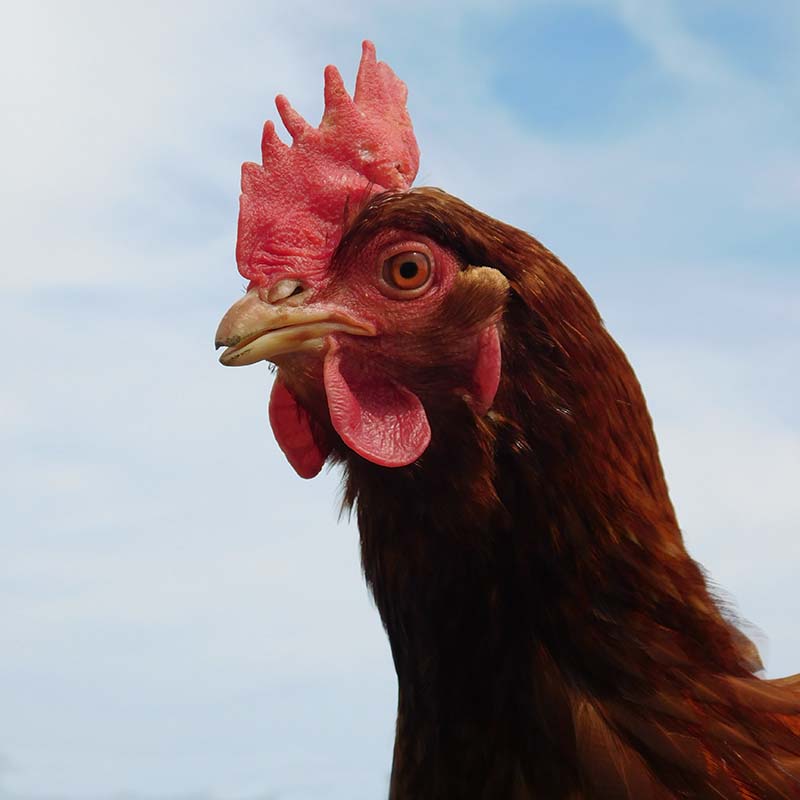 Head shot of Hazel, side on and looking very regal