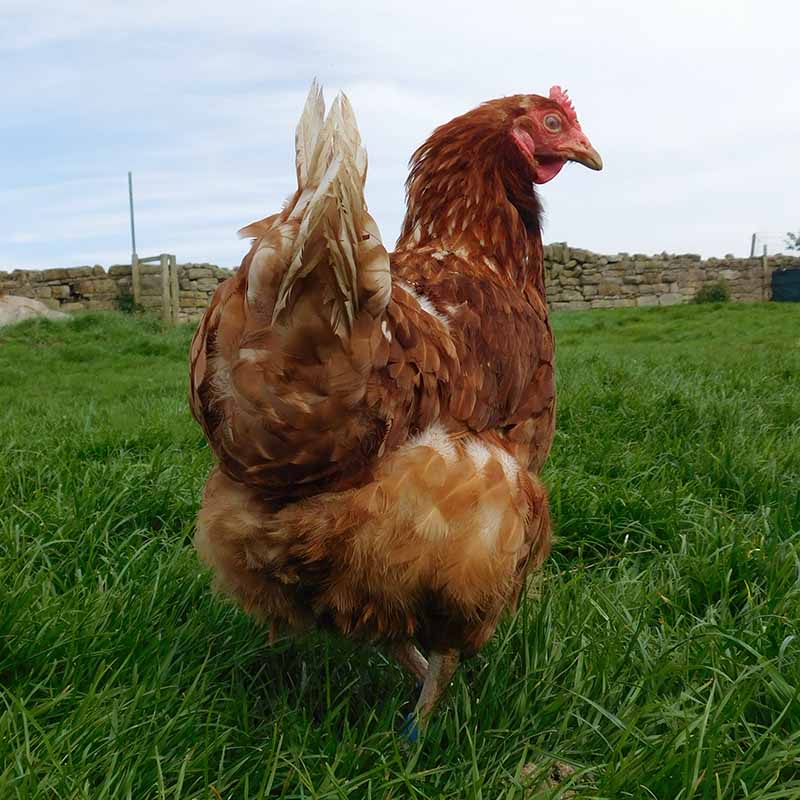 Johnson, a rescued battery chicken, looking back at the camera thinking 'does this make my butt look big?'
