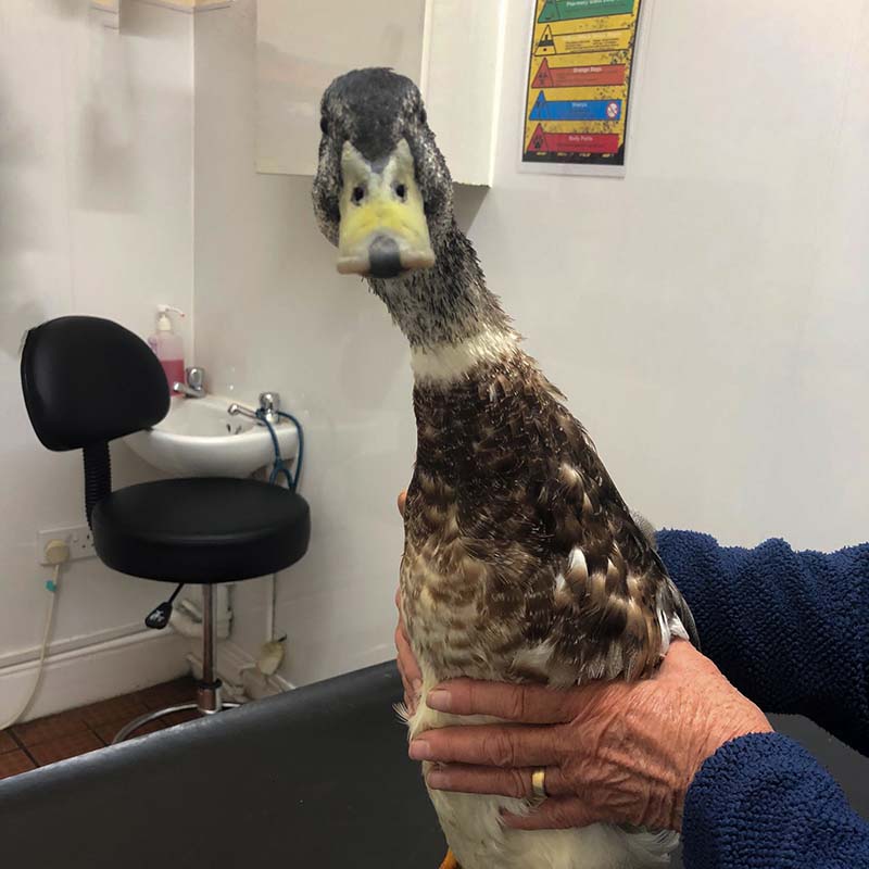 Nutmeg, one of the rescued ducks, at the vet and looking very angry about it