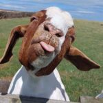 Boris the rescued goat sticking his tongue out to the camera