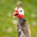 Baby guinea fowl 'smiling' at the camera