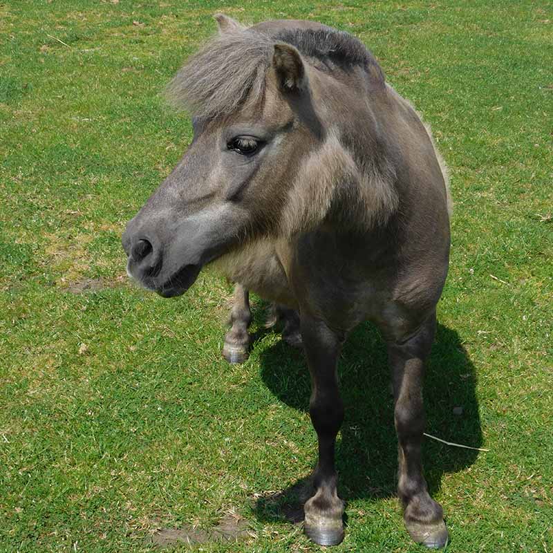 Opal, the rescued miniature horse turning her head away from the camera