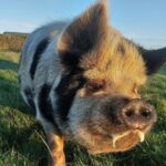 Rhubarb the pig drooling for more windfall apples