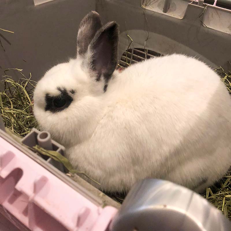 White and black rabbit called Atticus