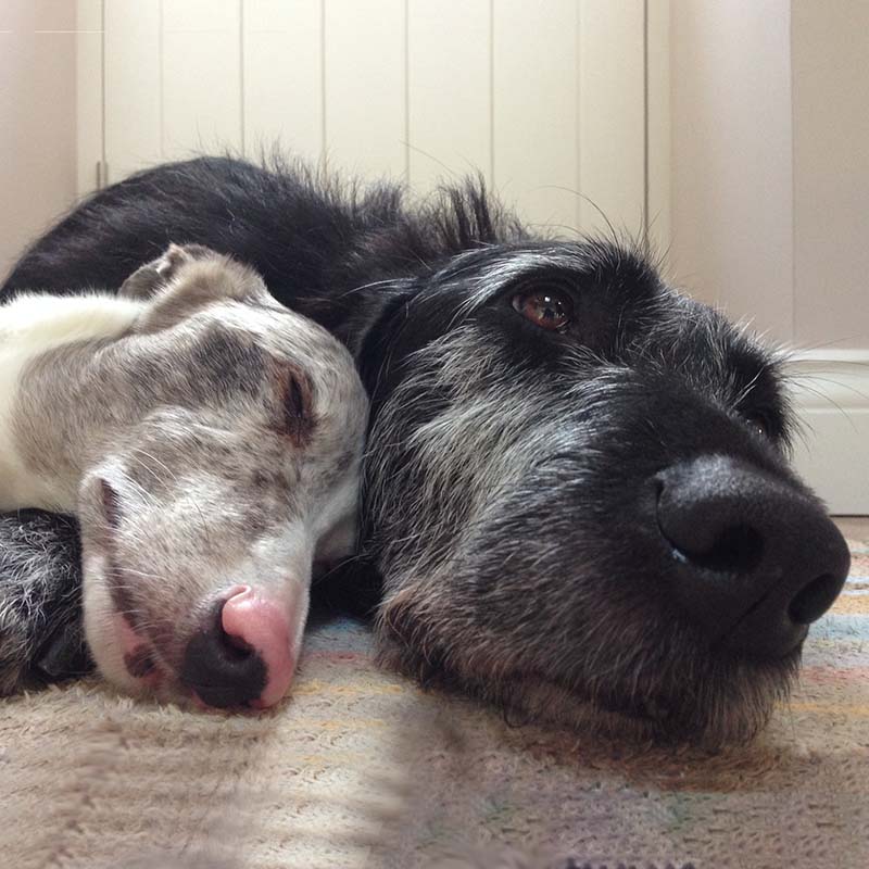 Our founder, Pickle, snuggled up with her friend Boo