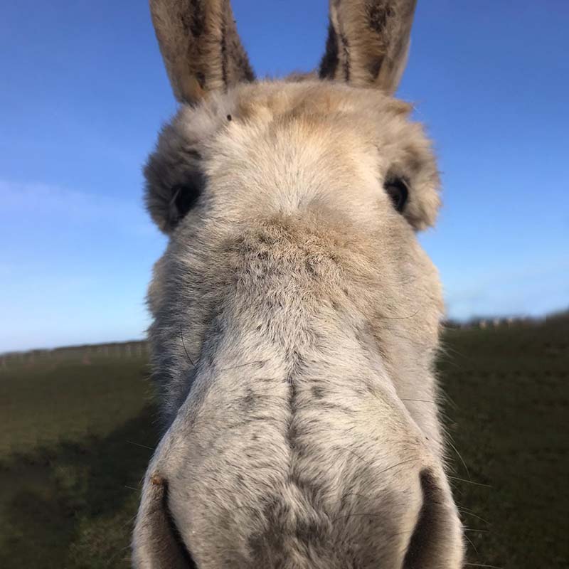 Casper, the friendliest ghost - a grey donkey who now lives over the rainbow