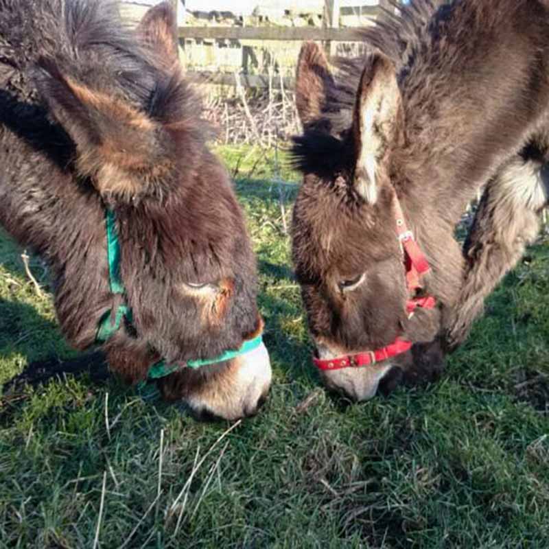Donkeys, Webster and Willow, sharing the same patch of grass