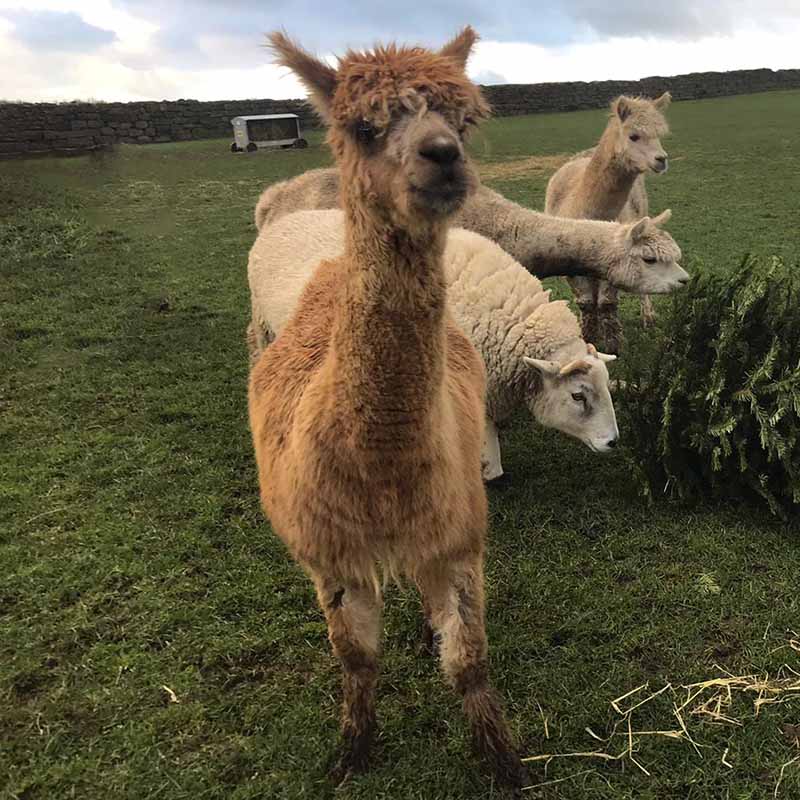 George the alpaca eating a Christmas tree with friends