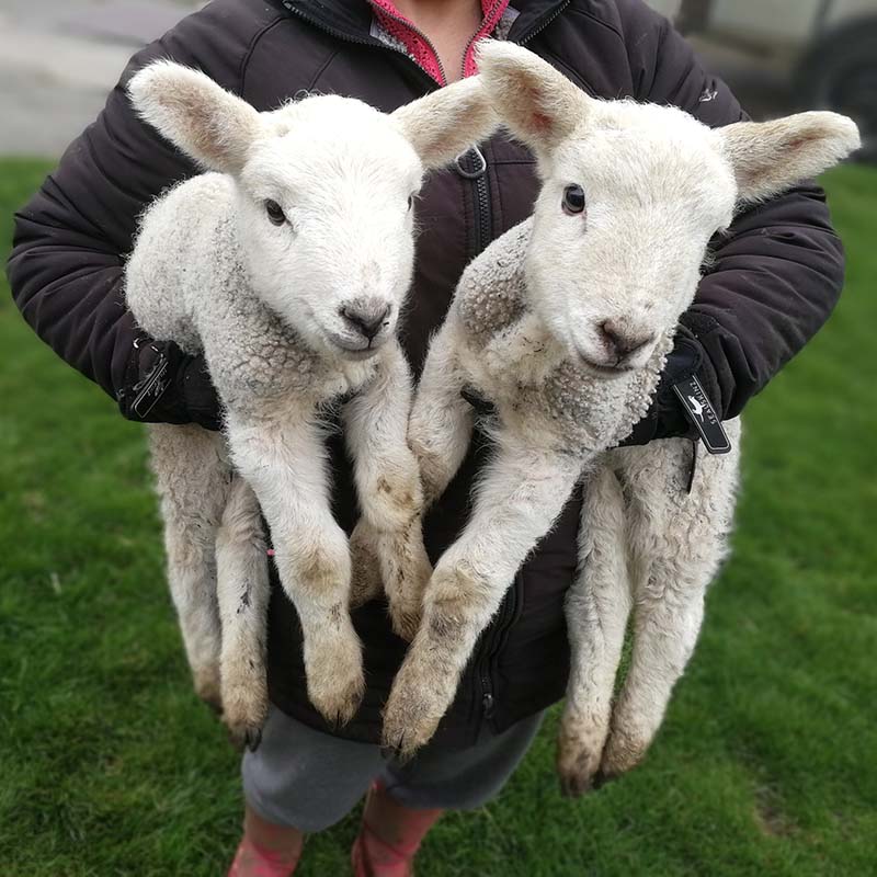 Jupiter and Jellybean, twin white lambs, being held one under each arm