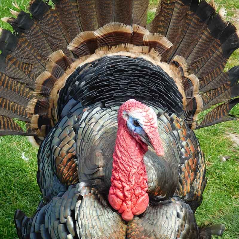 Coopland (a turkey) majestically showing off his feathers
